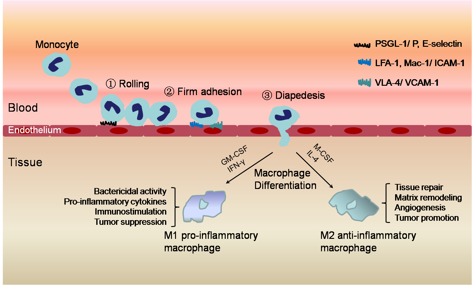 Monocytemacrophage in inflammation
