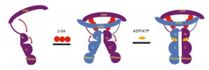 Schematic of RNase L regulation by 2-5A and nucleotide binding – 黄昊课题组